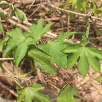 Ipomoea mauritiana Jacq.